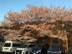 やっぱり道場の桜は綺麗だなぁ〜