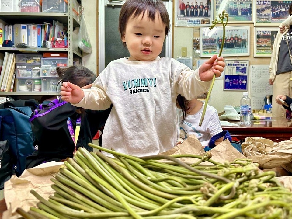 鳥取県境港松濤館の田町先生から立派なワラビを沢山いただきました🌿みんなで分けていただきました。ありがとうございました！